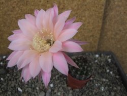 Echinopsis hybrid pot 5,5 cm - 12404004