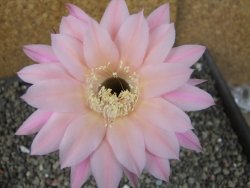 Echinopsis hybrid pot 5,5 cm - 12404005