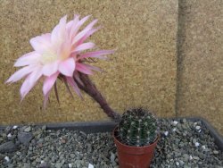 Echinopsis hybrid pot 5,5 cm - 12404007
