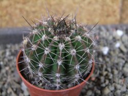 Echinopsis hybrid pot 5,5 cm - 12404008