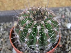 Echinopsis hybrid pot 5,5 cm - 12404009