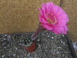 Echinopsis hybrid pot 5,5 cm - 12404010