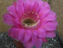 Echinopsis hybrid pot 5,5 cm - 12404012