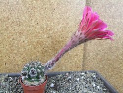 Echinopsis hybrid pot 5,5 cm - 12404013