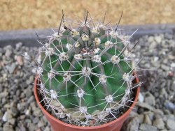 Echinopsis hybrid pot 5,5 cm - 12404014