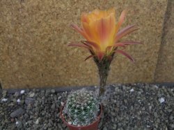 Echinopsis hybrid pot 5,5 cm - 12404015