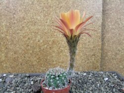 Echinopsis hybrid pot 5,5 cm - 12404017