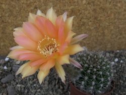 Echinopsis hybrid pot 7 cm - 12404018