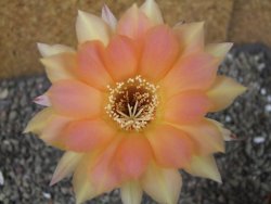 Echinopsis hybrid pot 7 cm - 12404020