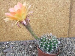 Echinopsis hybrid pot 7 cm - 12404021