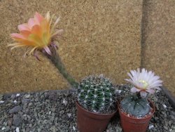 Echinopsis hybrid pot 7 cm - 12404022
