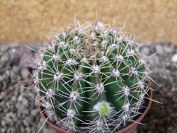 Echinopsis hybrid pot 7 cm - 12404023