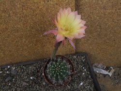 Echinopsis hybrid pot 9 cm - 12404025