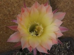Echinopsis hybrid pot 9 cm - 12404026