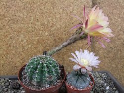 Echinopsis hybrid pot 9 cm - 12404029