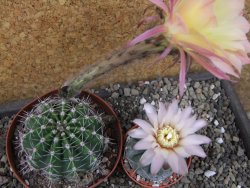 Echinopsis hybrid pot 9 cm - 12404030
