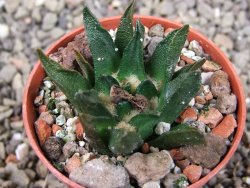 Ariocarpus scapharostrus Rayones, pot 5,5 cm - 12404031