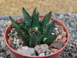 Ariocarpus scapharostrus Rayones, pot 5,5 cm