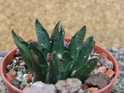 Ariocarpus scapharostrus Rayones, pot 5,5 cm - 12404033