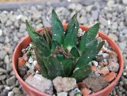 Ariocarpus scapharostrus Rayones, pot 5,5 cm - 12404034
