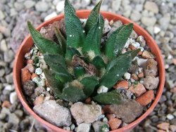 Ariocarpus scapharostrus Rayones, pot 5,5 cm - 12404035