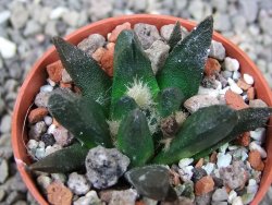 Ariocarpus scapharostrus Rayones, pot 5,5 cm - 12404036