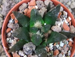 Ariocarpus scapharostrus Rayones, pot 5,5 cm - 12404037
