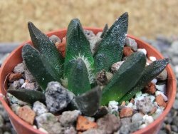 Ariocarpus scapharostrus Rayones, pot 5,5 cm