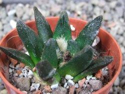 Ariocarpus scapharostrus Rayones, pot 5,5 cm - 12404039