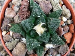 Ariocarpus fissuratus hintonii Matehuala pot 5,5 cm Cites IA