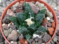Ariocarpus fissuratus hintonii Matehuala pot 5,5 cm Cites IA - 12404041