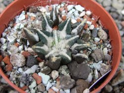 Ariocarpus kotschoubeyanus elephantidens Vista Hermosa pot 5,5 cm - 12404046