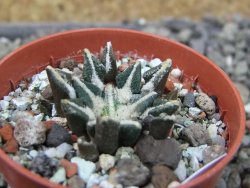 Ariocarpus kotschoubeyanus elephantidens Vista Hermosa pot 5,5 cm - 12404047