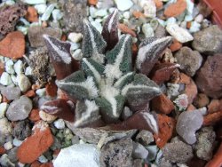 Ariocarpus kotschoubeyanus elephantidens Vista Hermosa pot 5,5 cm