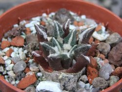 Ariocarpus kotschoubeyanus elephantidens Vista Hermosa pot 5,5 cm - 12404051