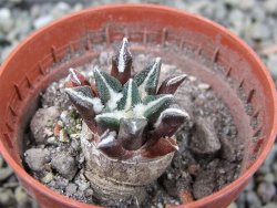 Ariocarpus kotschoubeyanus elephantidens Vista Hermosa pot 5,5 cm - 12404052