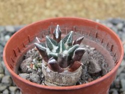 Ariocarpus kotschoubeyanus elephantidens Vista Hermosa pot 5,5 cm - 12404053