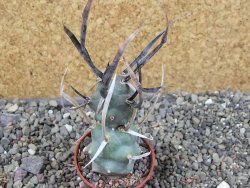 Tephrocactus articulatus black spine pot 5,5 cm