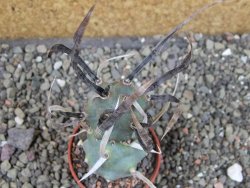 Tephrocactus articulatus black spine pot 5,5 cm - 12404060