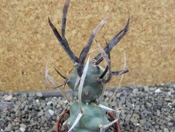 Tephrocactus articulatus black spine pot 5,5 cm - 12404061