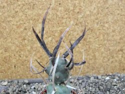 Tephrocactus articulatus black spine pot 5,5 cm - 12404062