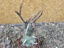 Tephrocactus articulatus black spine pot 5,5 cm - 12404063