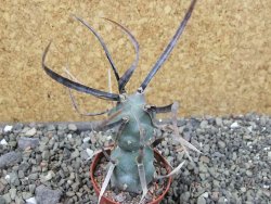 Tephrocactus articulatus black spine pot 5,5 cm