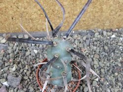 Tephrocactus articulatus black spine pot 5,5 cm - 12404065