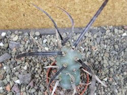 Tephrocactus articulatus black spine pot 5,5 cm - 12404066