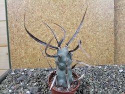 Tephrocactus articulatus black spine pot 5,5 cm - 12404067