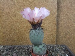 Tephrocactus geometricus pot 5,5 cm - 12404071