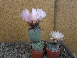 Tephrocactus geometricus pot 5,5 cm - 12404072