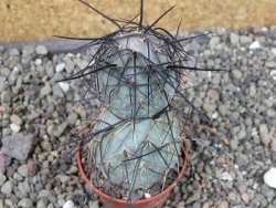Tephrocactus geometricus SW Fiambala, pot 5,5 cm