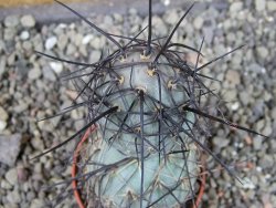 Tephrocactus geometricus SW Fiambala, pot 5,5 cm - 12404076